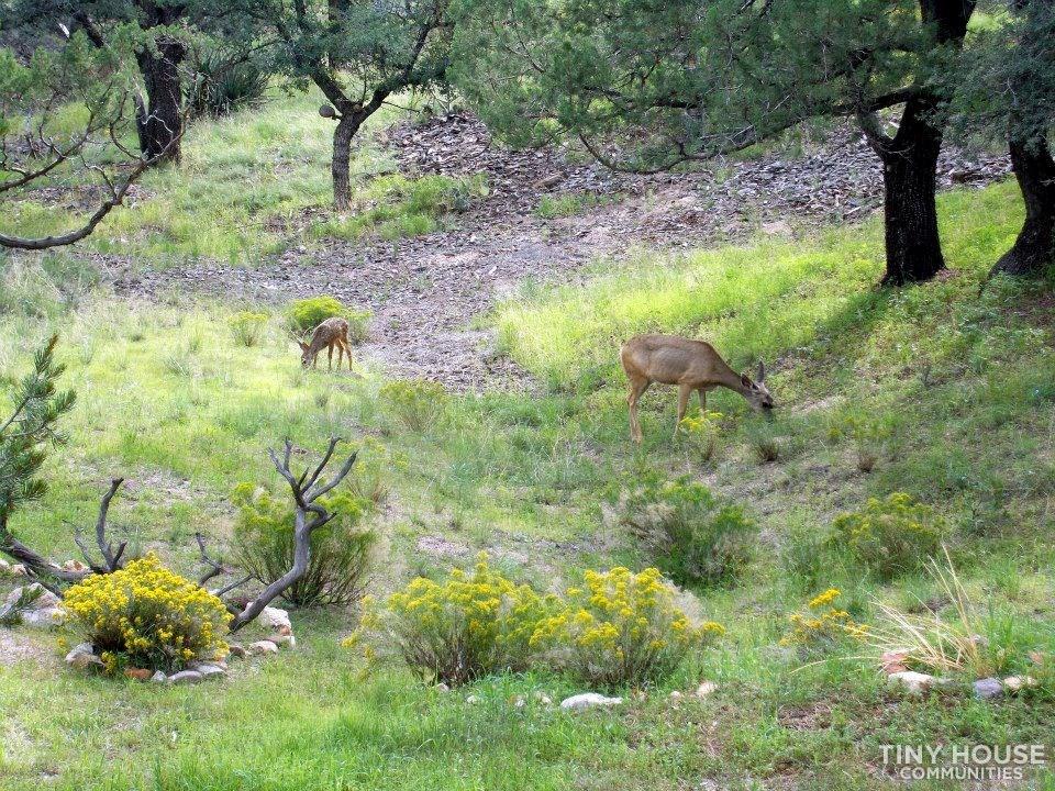 Burro Mountain Homestead  - Image 4 Thumbnail