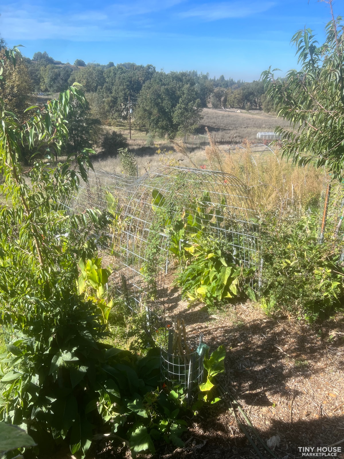 Sustainable Vineyard and Permaculture Community in Sierra Foothills - Image 2 Thumbnail
