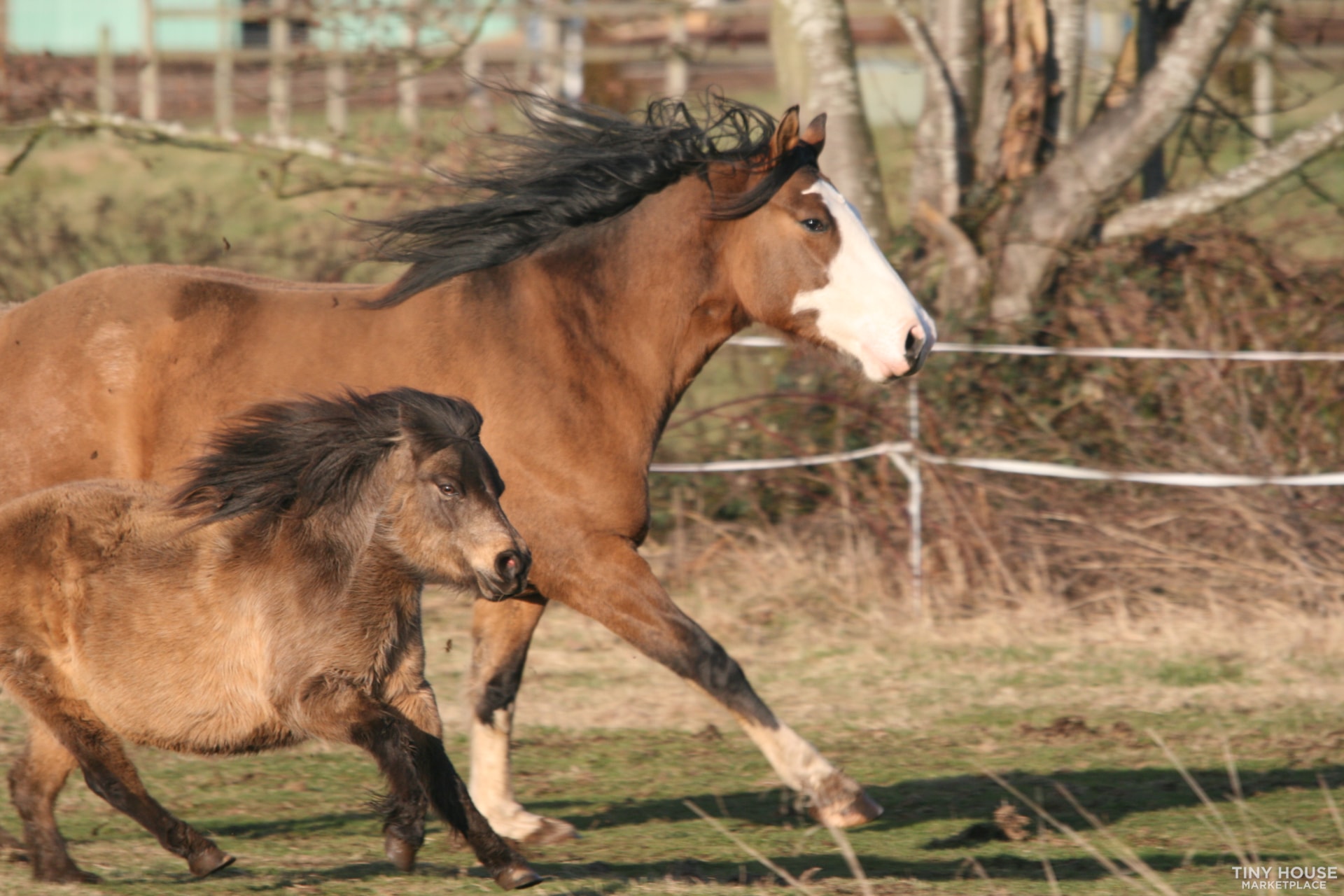 Tiny House Space Available on a Peaceful Horse Ranch - Image 3 Thumbnail