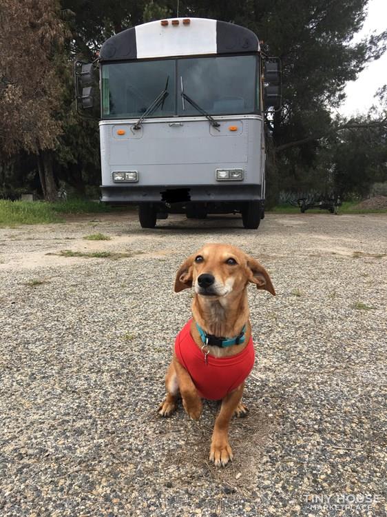 Clover the Converted School Bus/Skoolie FOR SALE 
