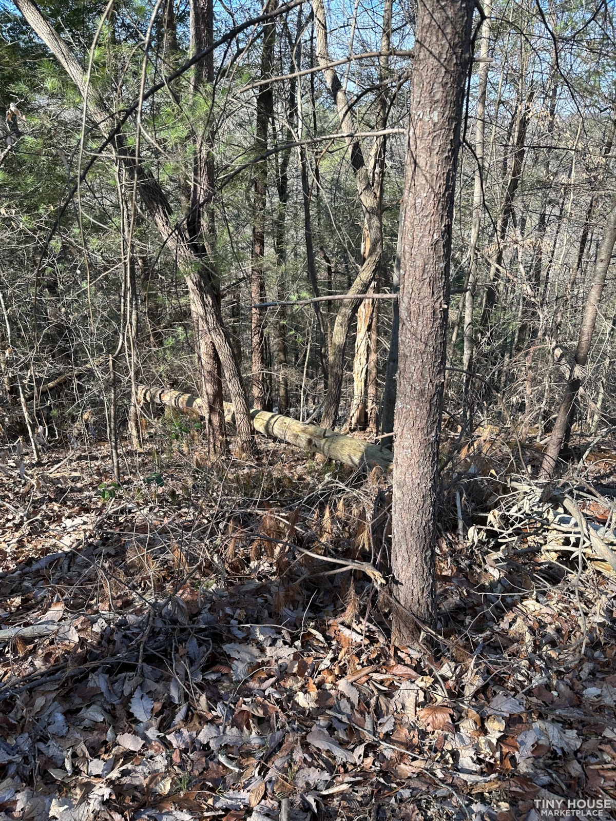 RED RIVER GORGE - Image 3 Thumbnail