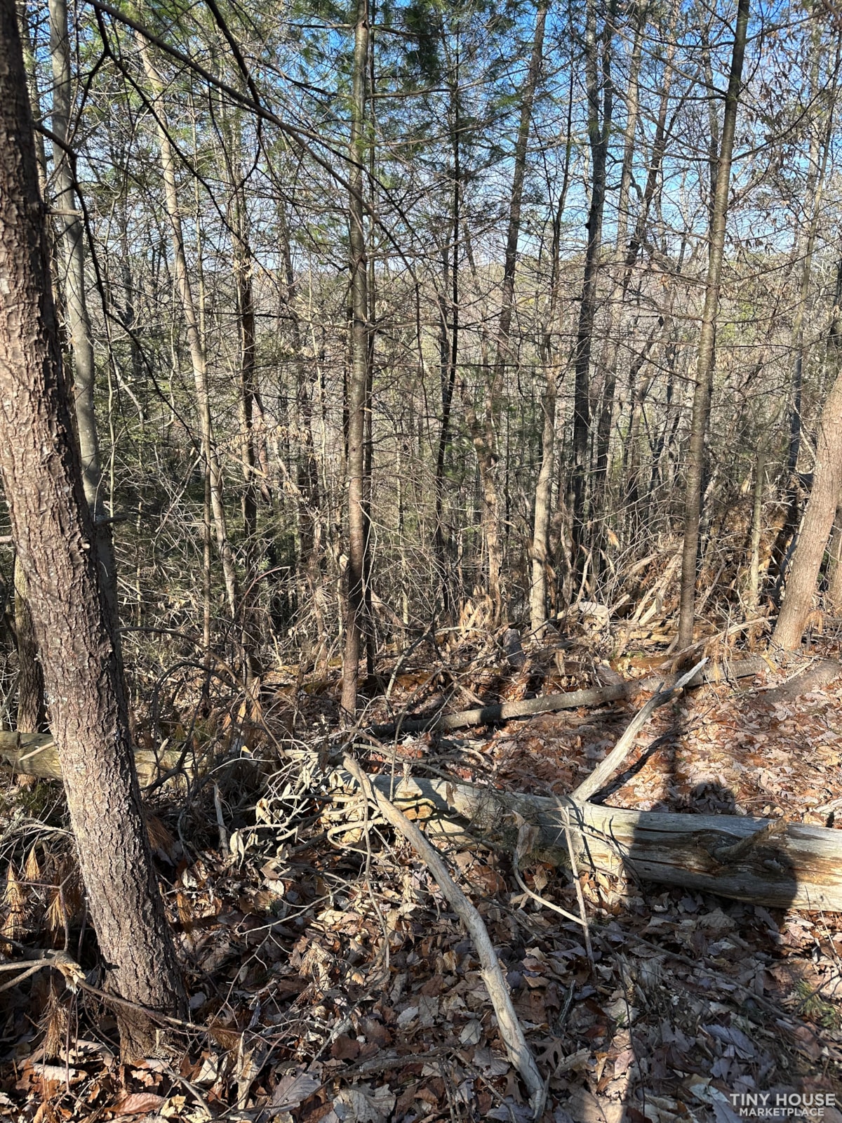 RED RIVER GORGE - Image 4 Thumbnail
