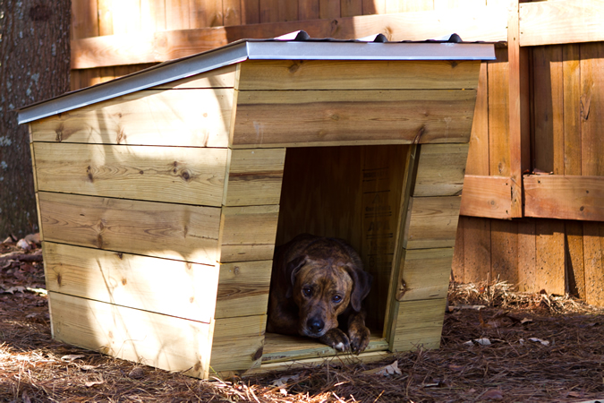 ModernDog Dog House - Tiny Home Builders